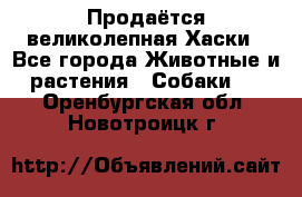 Продаётся великолепная Хаски - Все города Животные и растения » Собаки   . Оренбургская обл.,Новотроицк г.